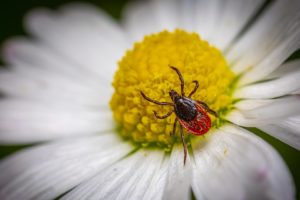 kleszczeowe zapalenie mózgu_objawy ukąszenia przez kleszcze_zapobieganie ukąszeniom